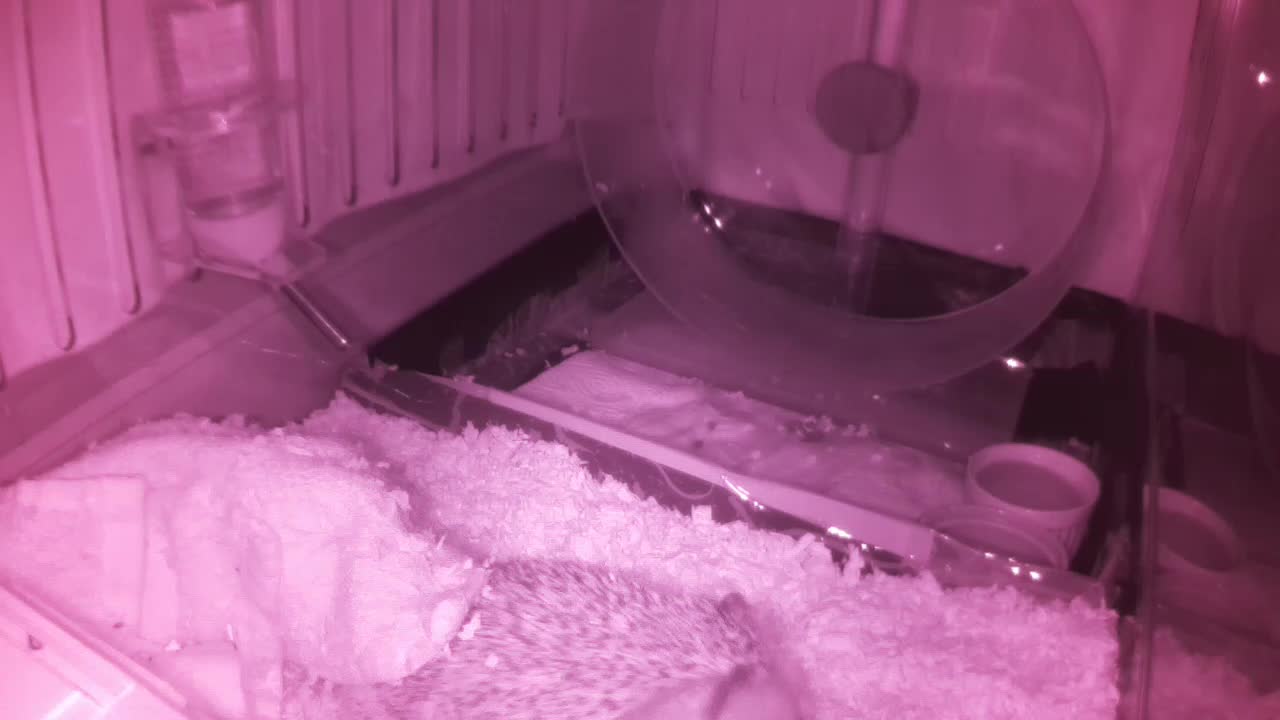 Hedgehog 20250601013657