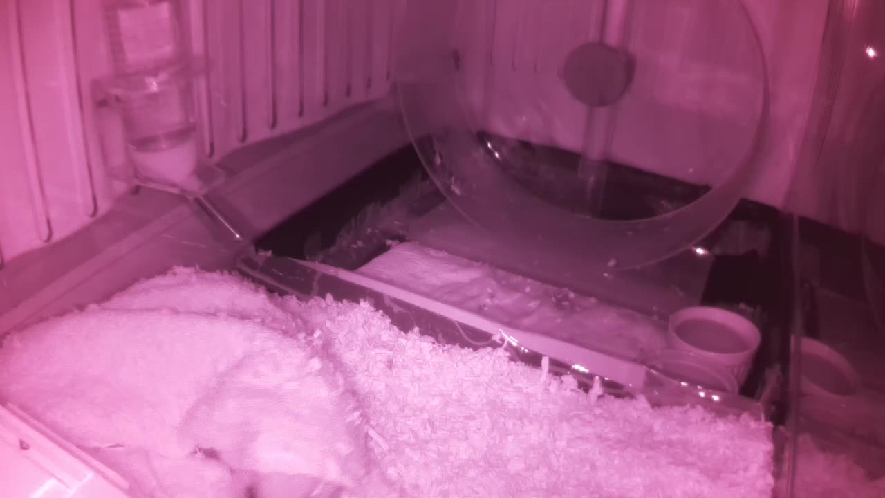 Hedgehog 20250601014858