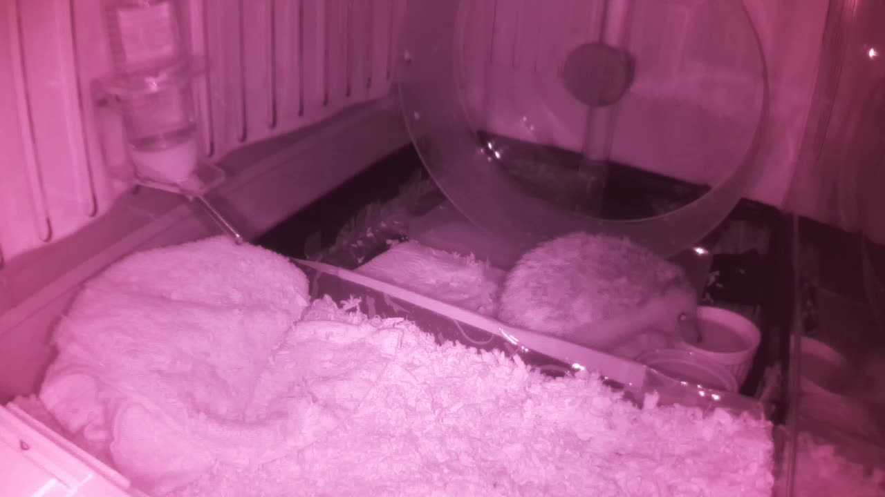 Hedgehog 20250601041003