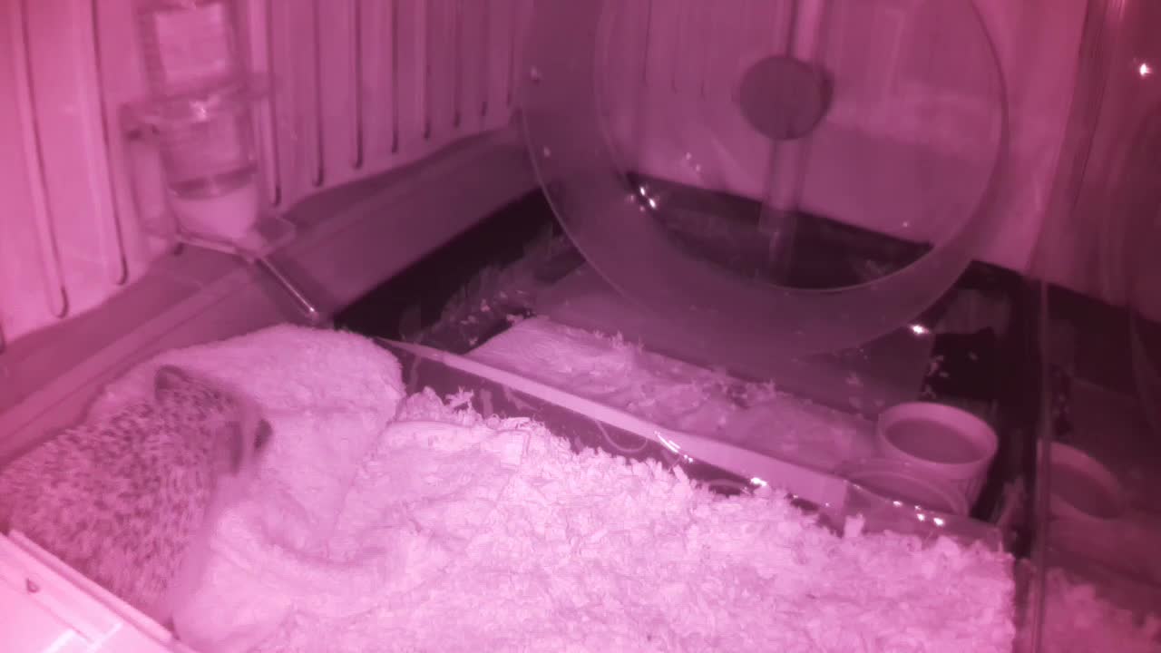 Hedgehog 20250601044557