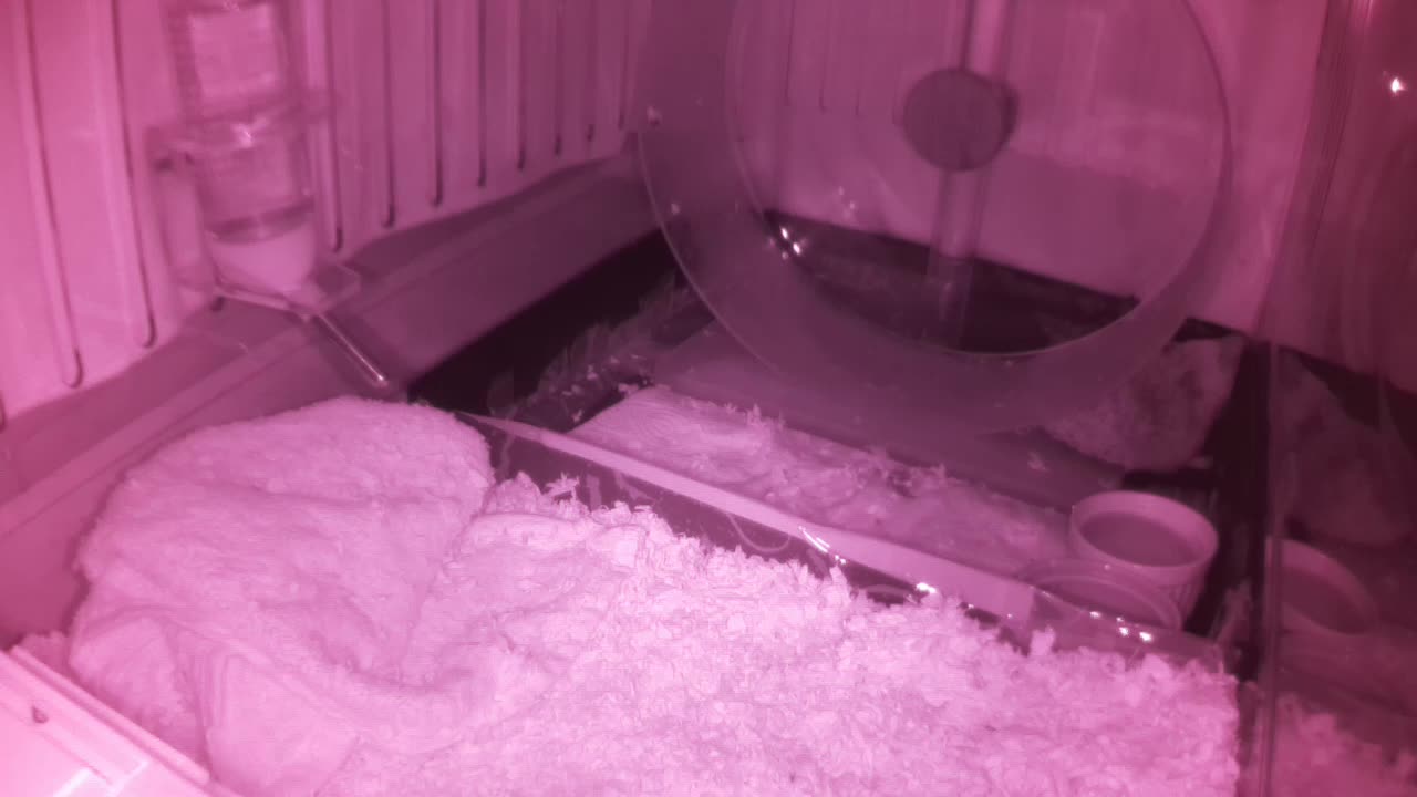 Hedgehog 20250601064928