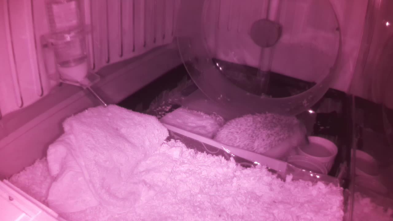 Hedgehog 20250601070839