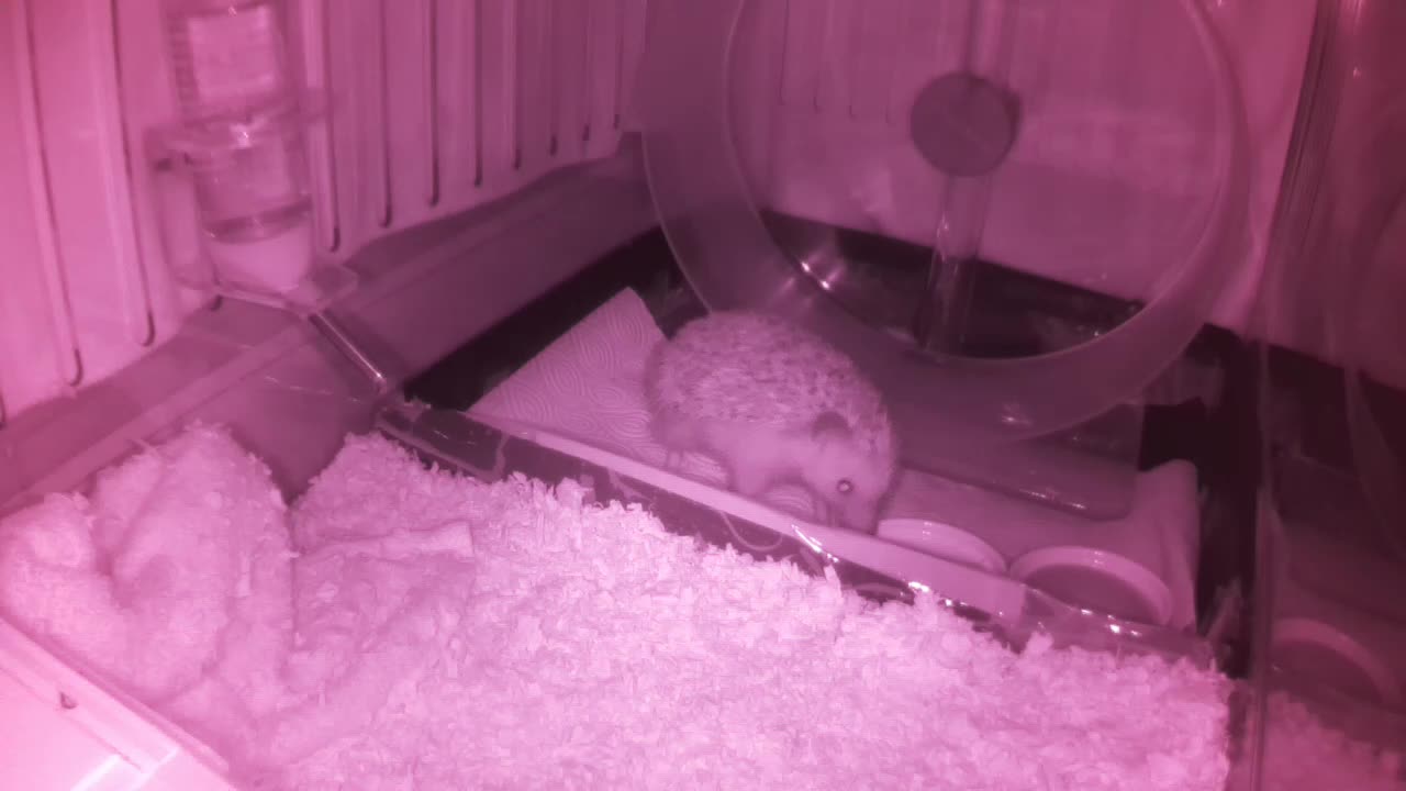 Hedgehog 20250601224850