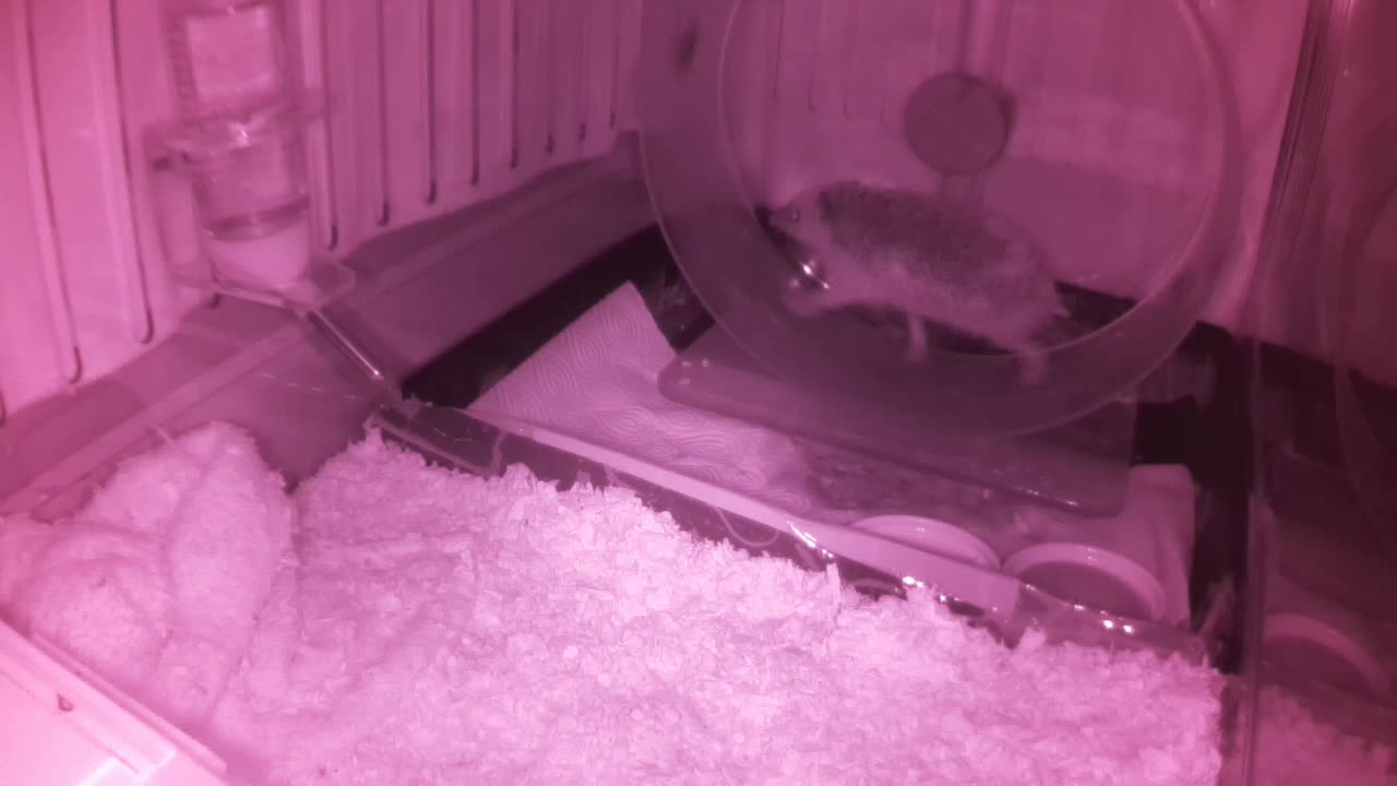 Hedgehog 20250601231453