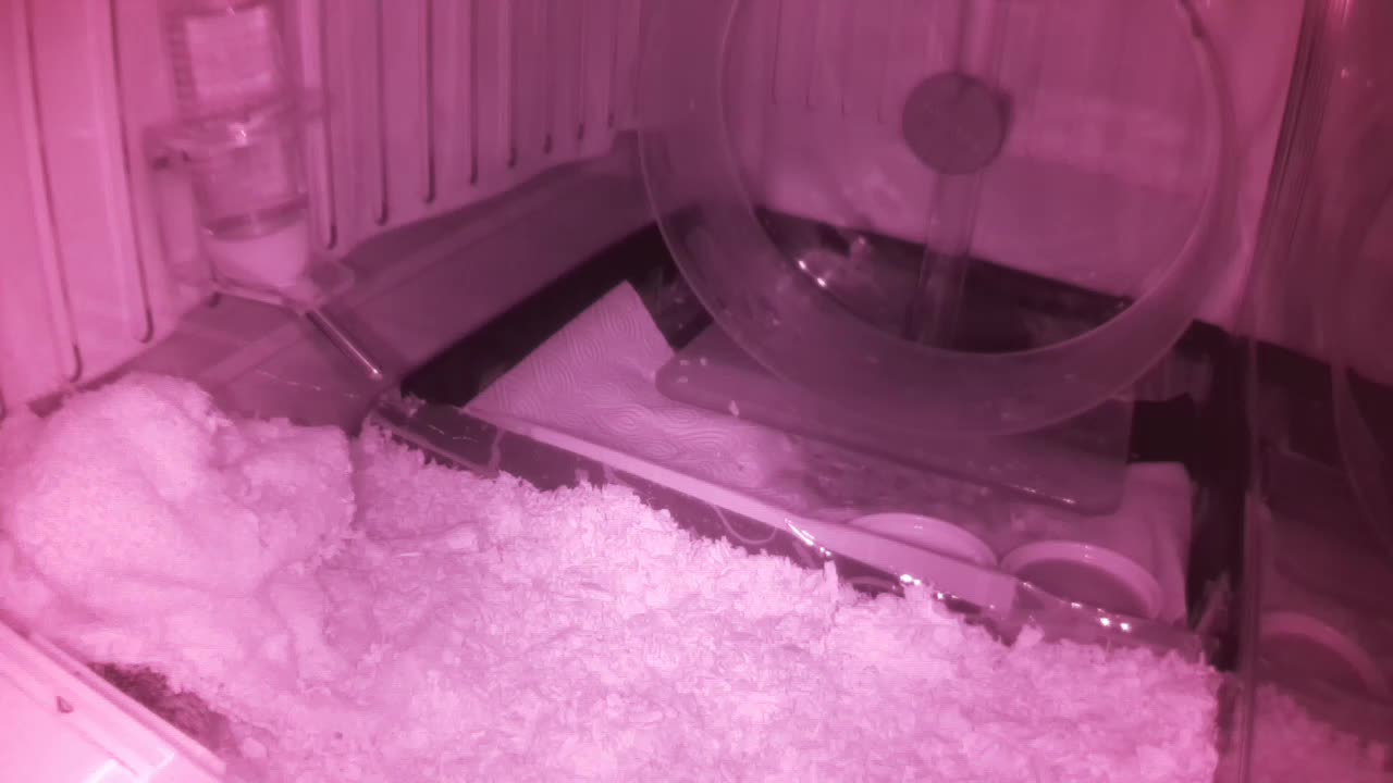 Hedgehog 20250601232243