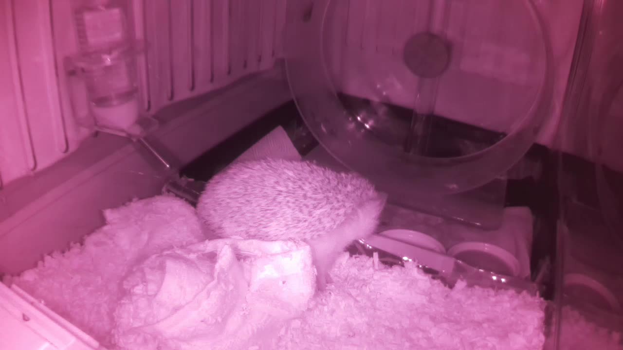 Hedgehog 20250602004452