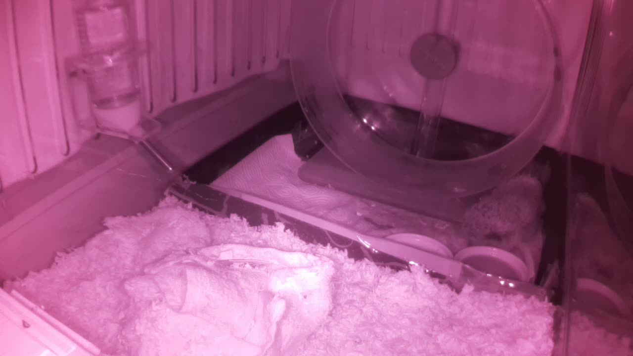 Hedgehog 20250602045321