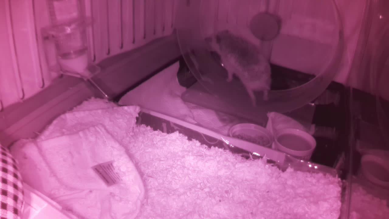 Hedgehog 20250604013723