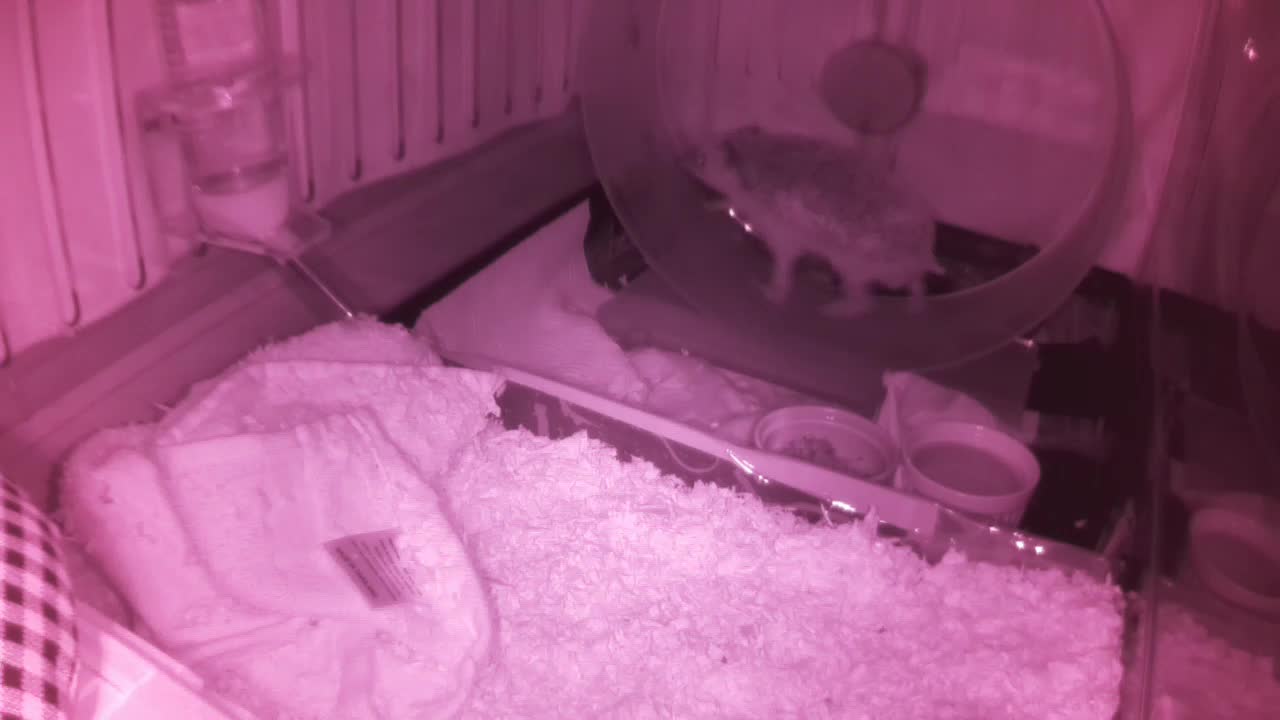 Hedgehog 20250604053305