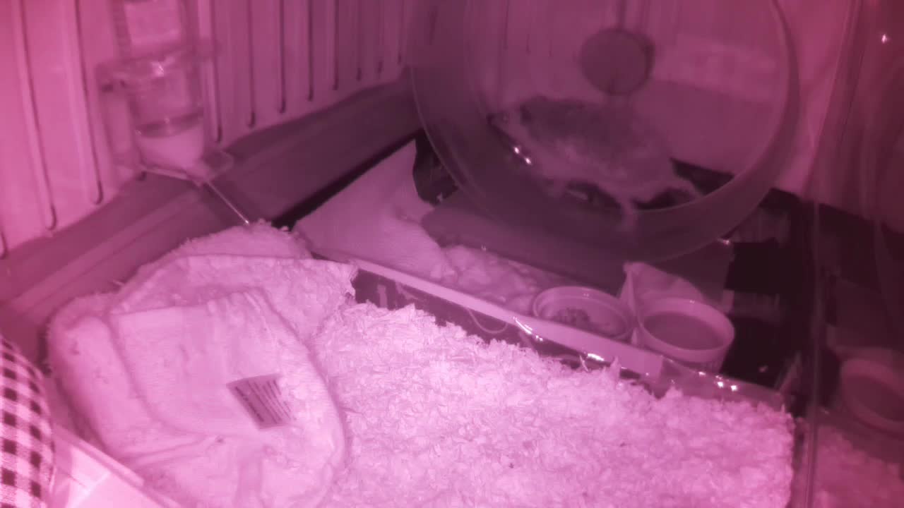 Hedgehog 20250604053805