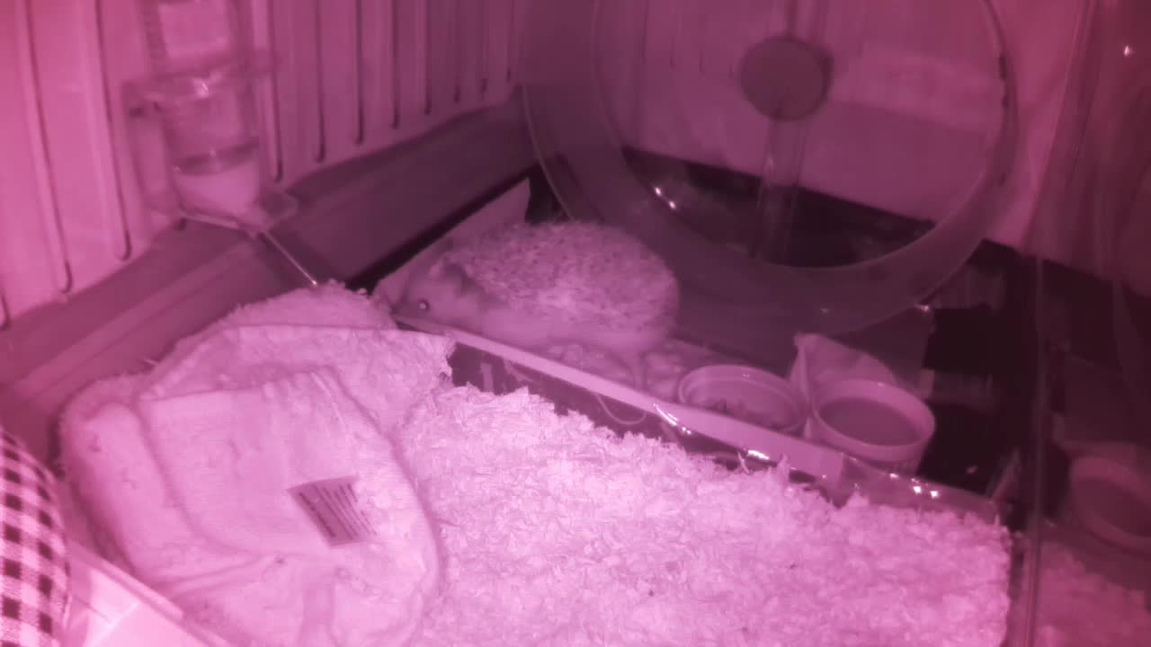 Hedgehog 20250604054500