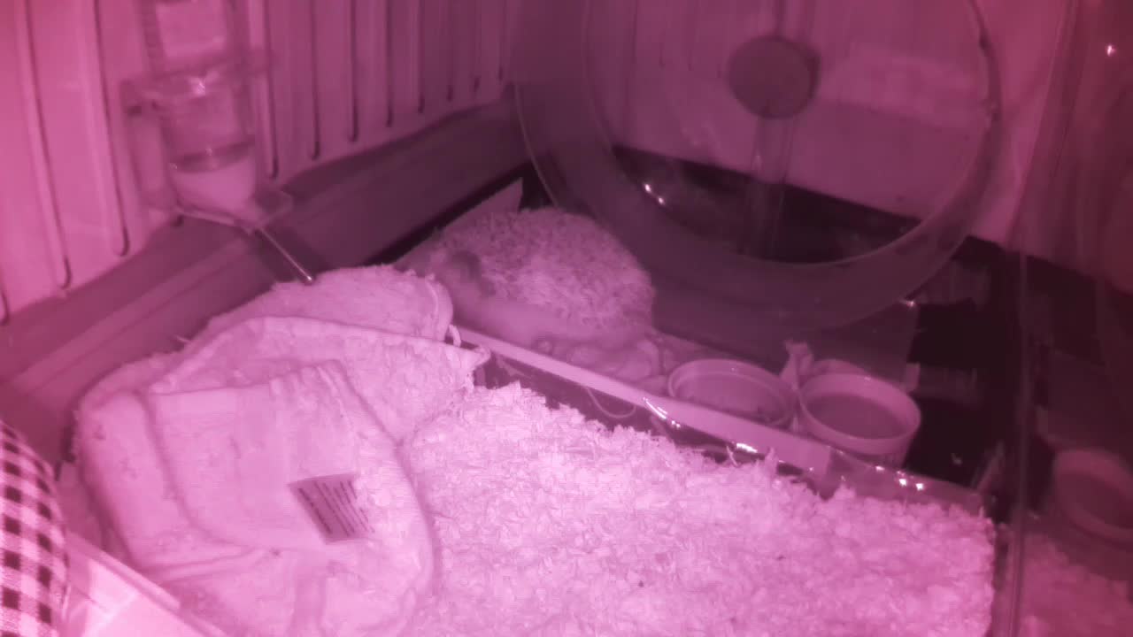 Hedgehog 20250604075205