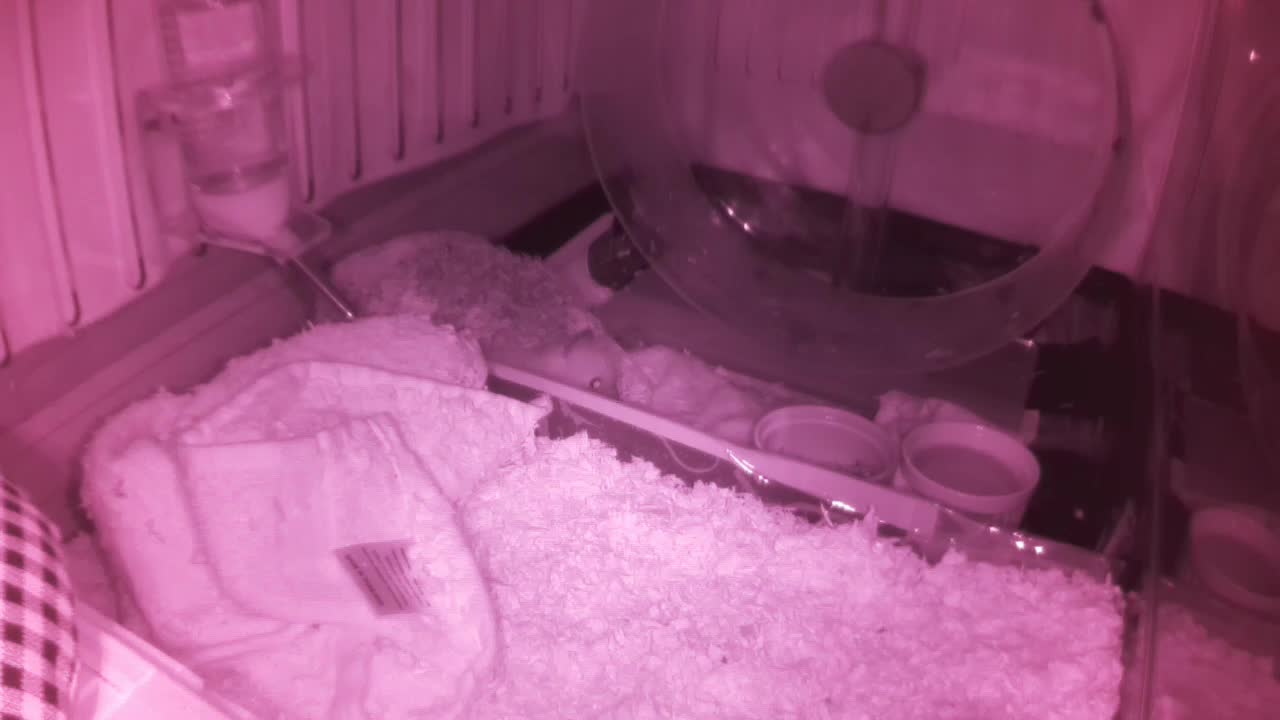 Hedgehog 20250604081056