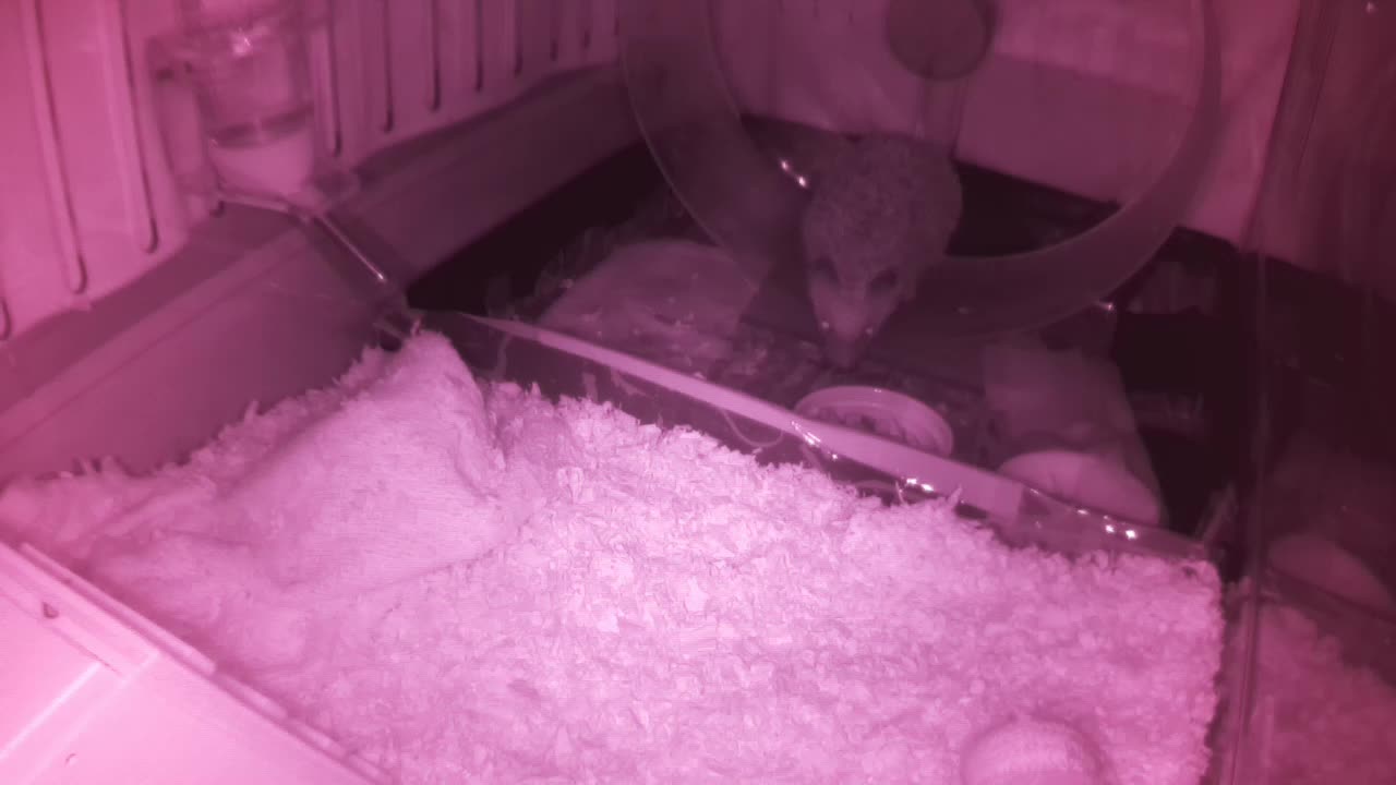 Hedgehog 20250605010102