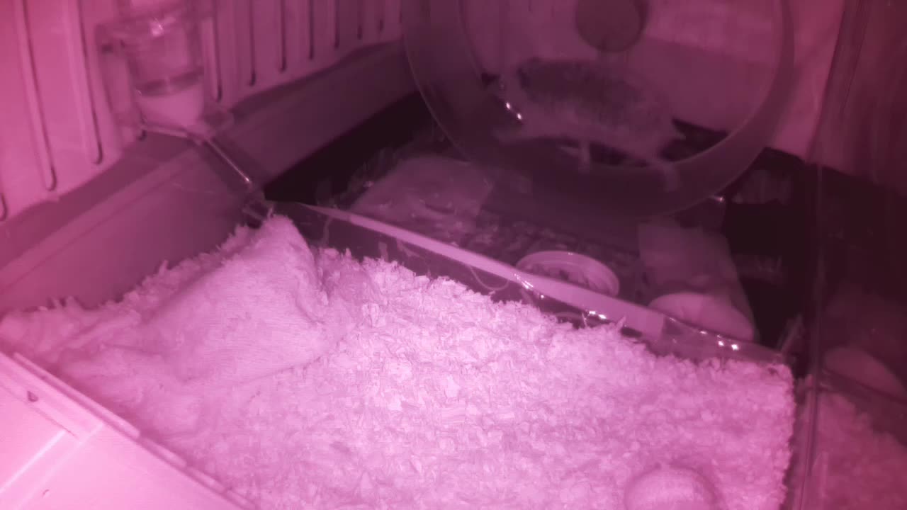 Hedgehog 20250605011113