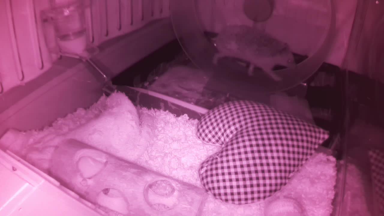 Hedgehog 20250605011624