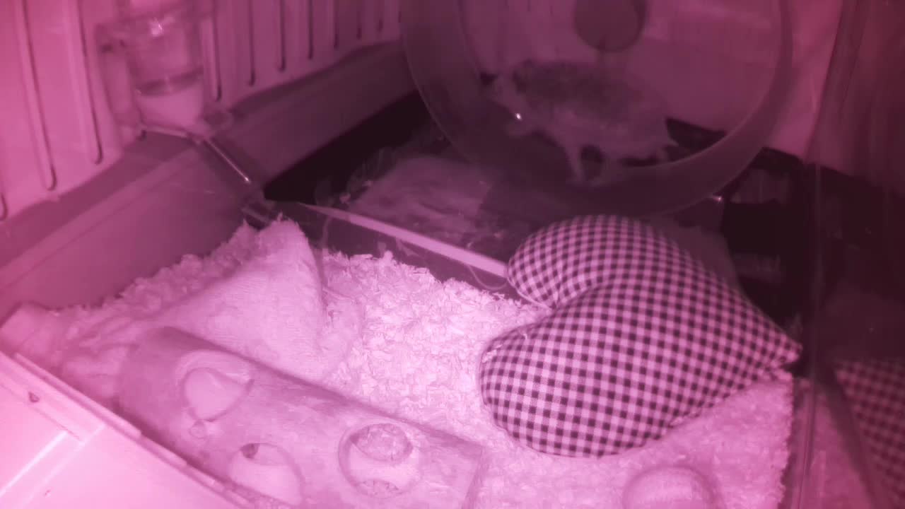 Hedgehog 20250605012142