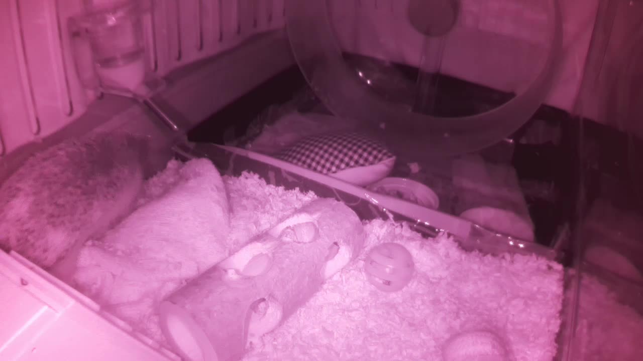 Hedgehog 20250605030757