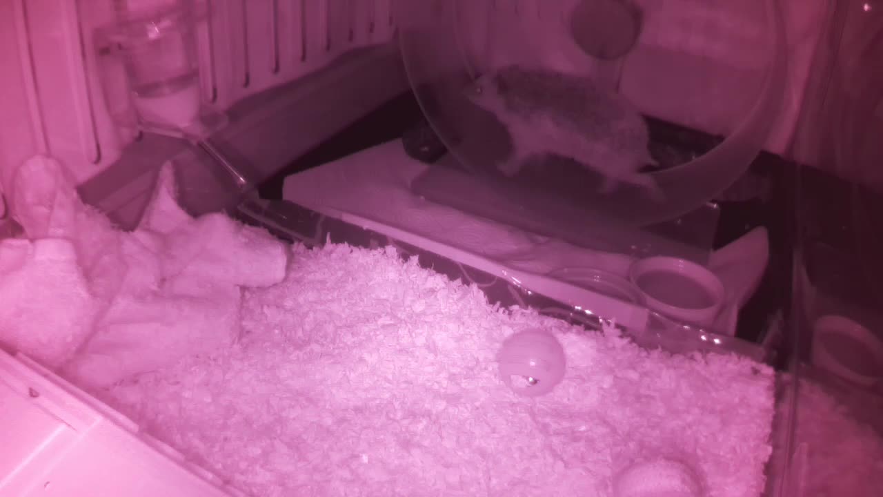 Hedgehog 20250605233151