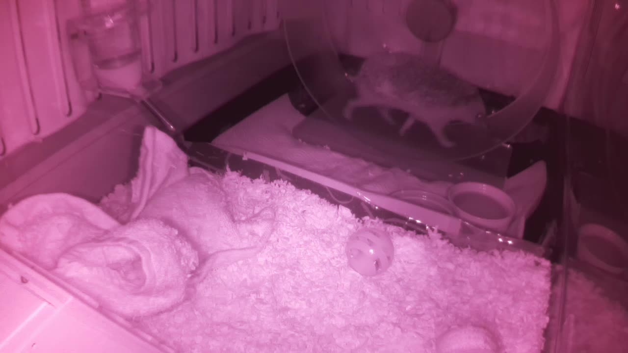 Hedgehog 20250606000608