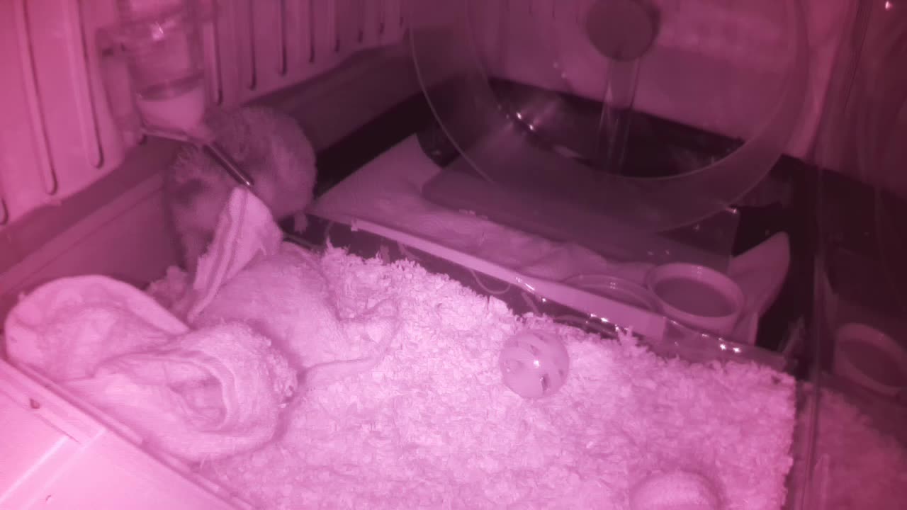 Hedgehog 20250606001721