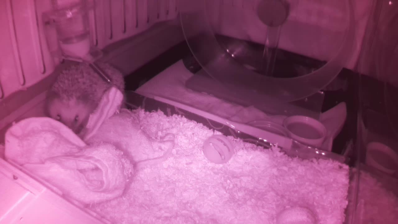 Hedgehog 20250606002738