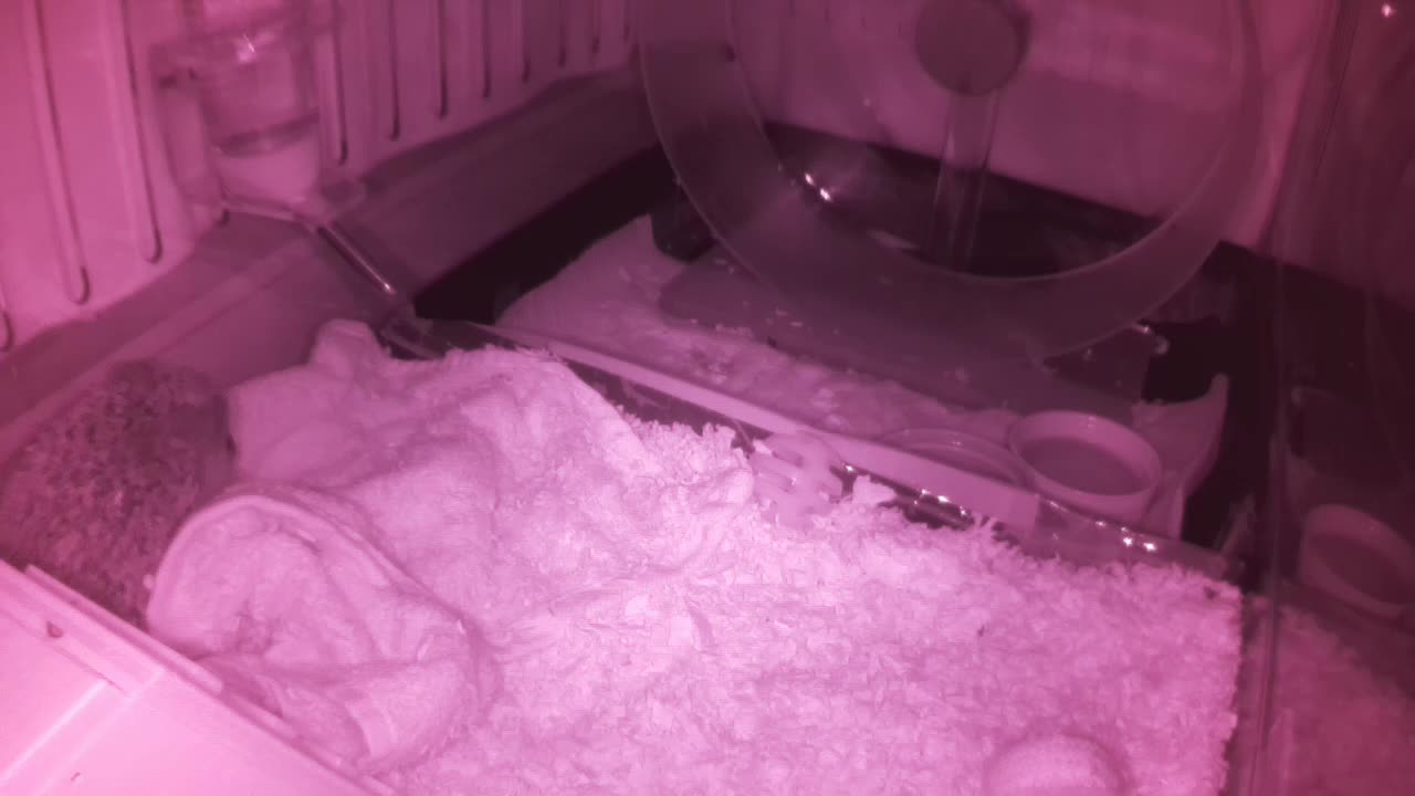 Hedgehog 20250606035050