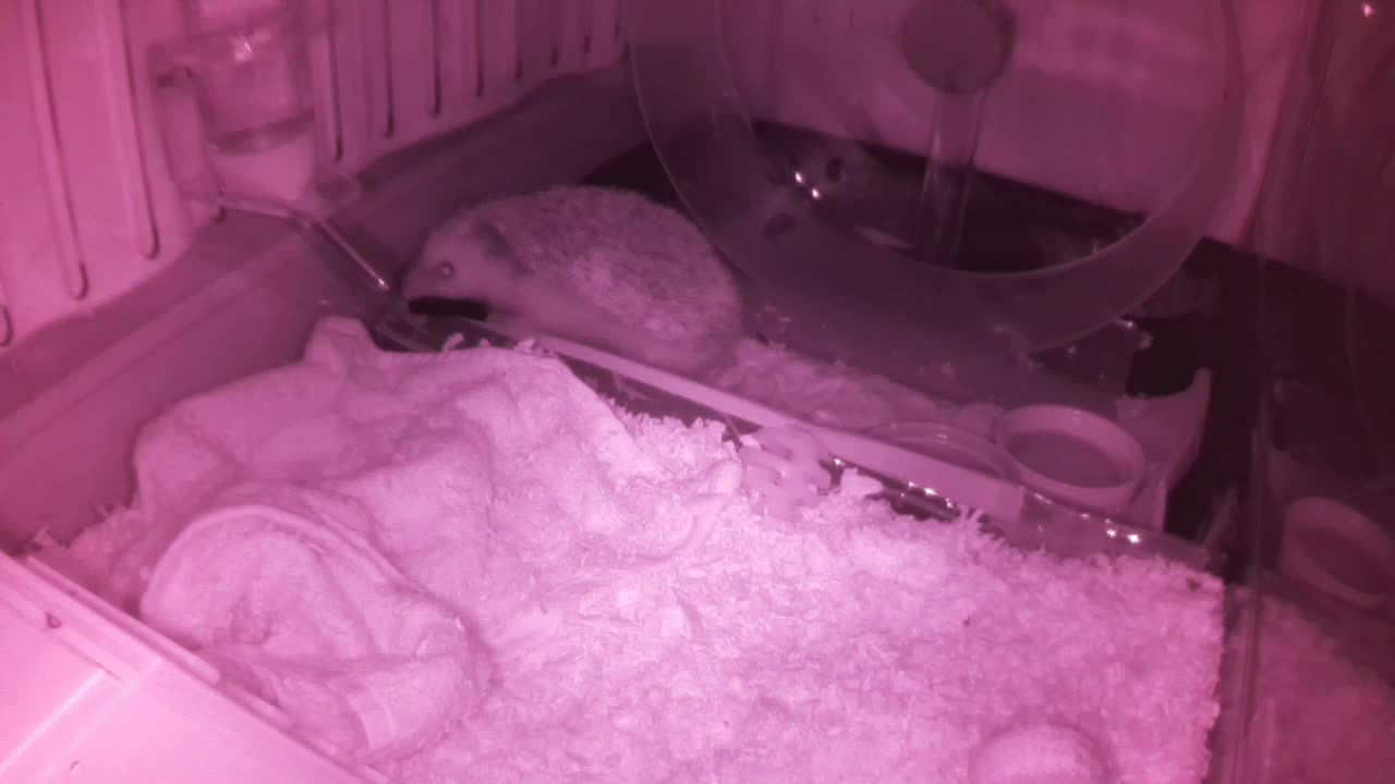 Hedgehog 20250606052229