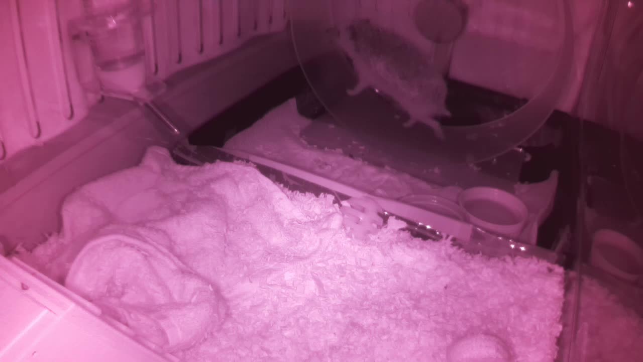 Hedgehog 20250606070523