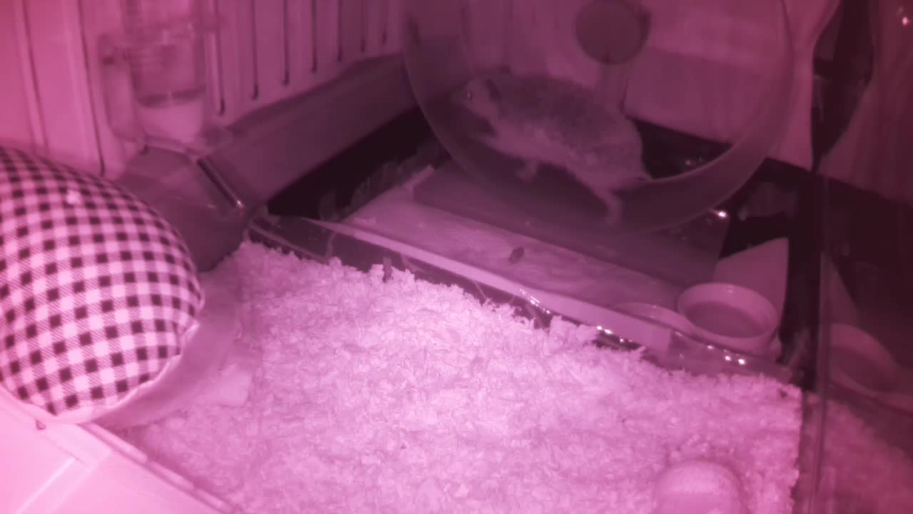 Hedgehog 20250607001132