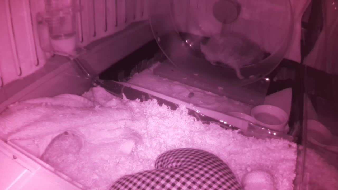 Hedgehog 20250607013948