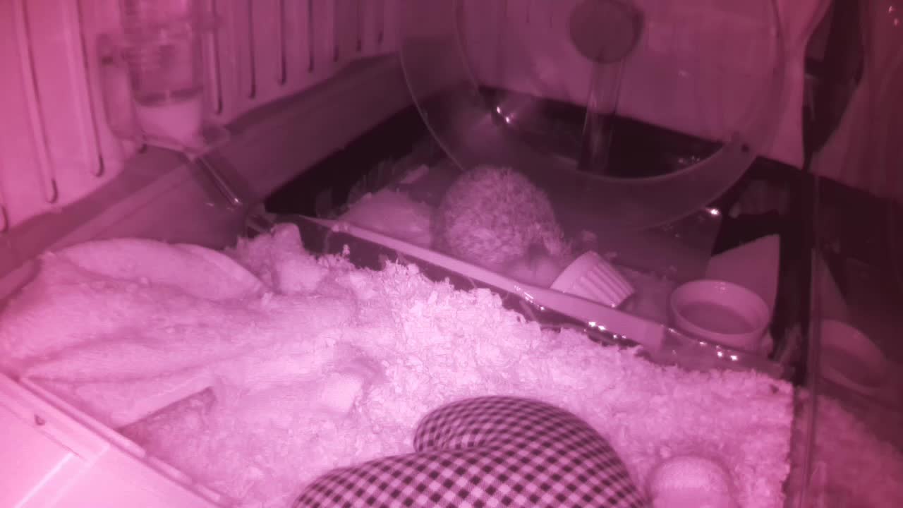 Hedgehog 20250607015643