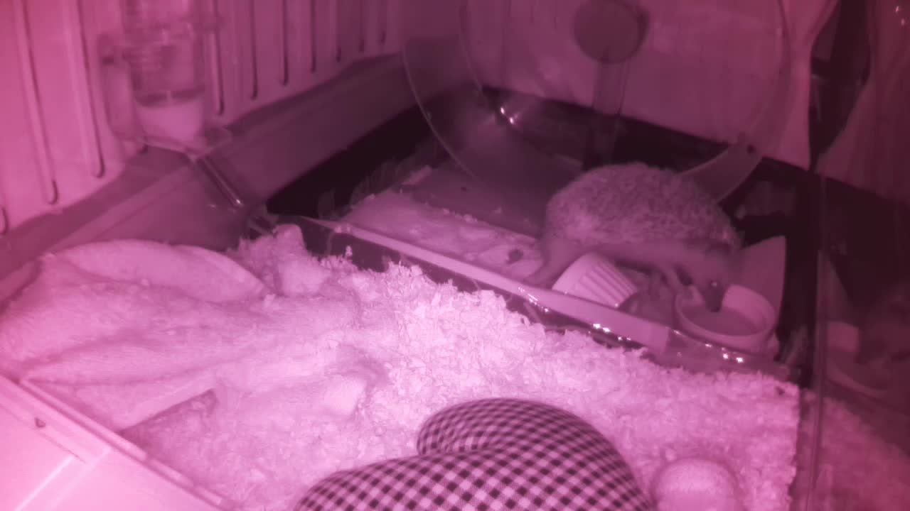 Hedgehog 20250607020144