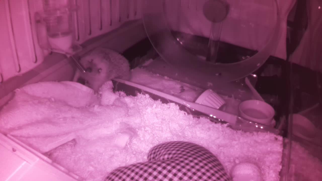 Hedgehog 20250607041003