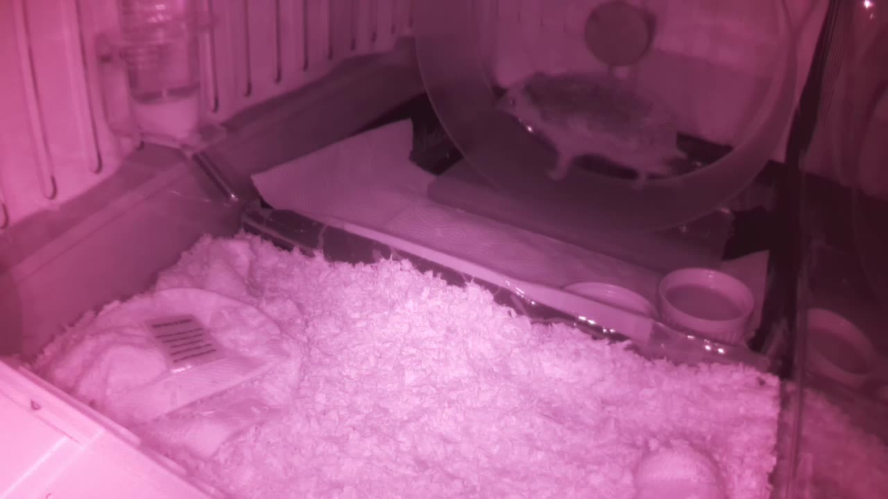 Hedgehog 20250607234232