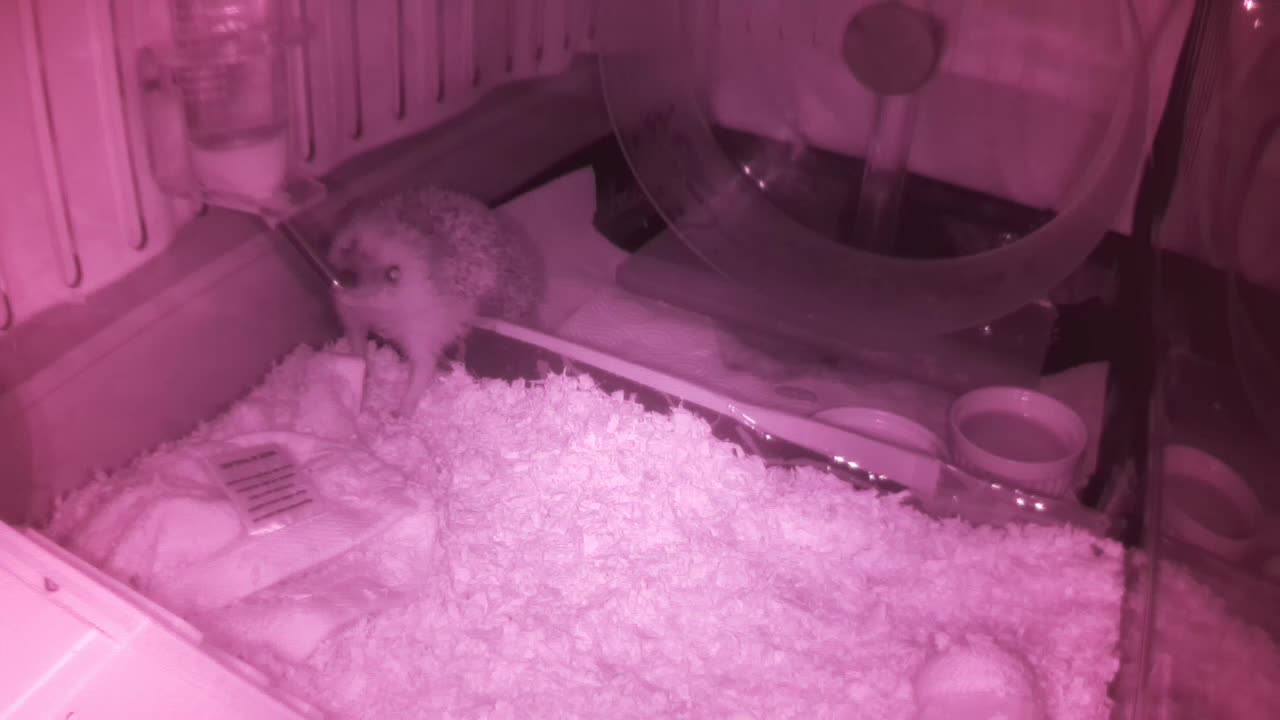 Hedgehog 20250607234802