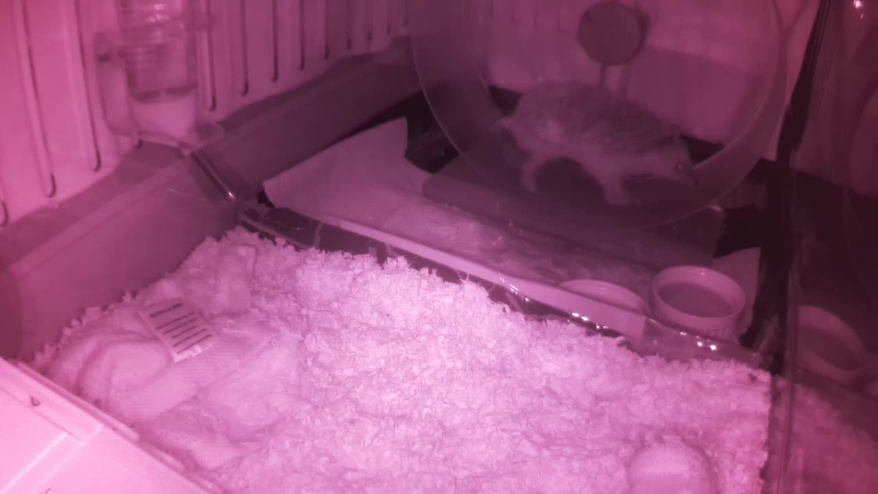 Hedgehog 20250608000327