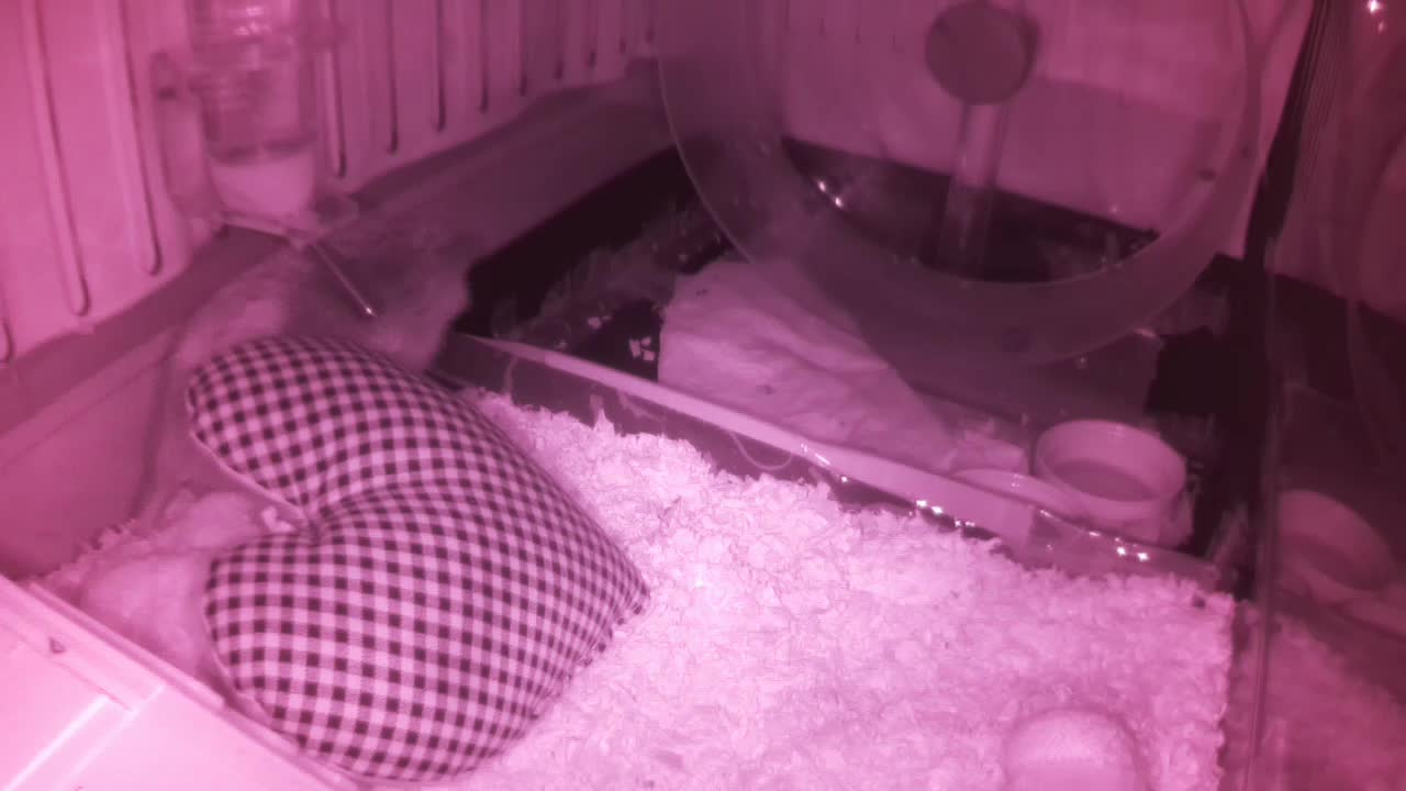 Hedgehog 20250608065322