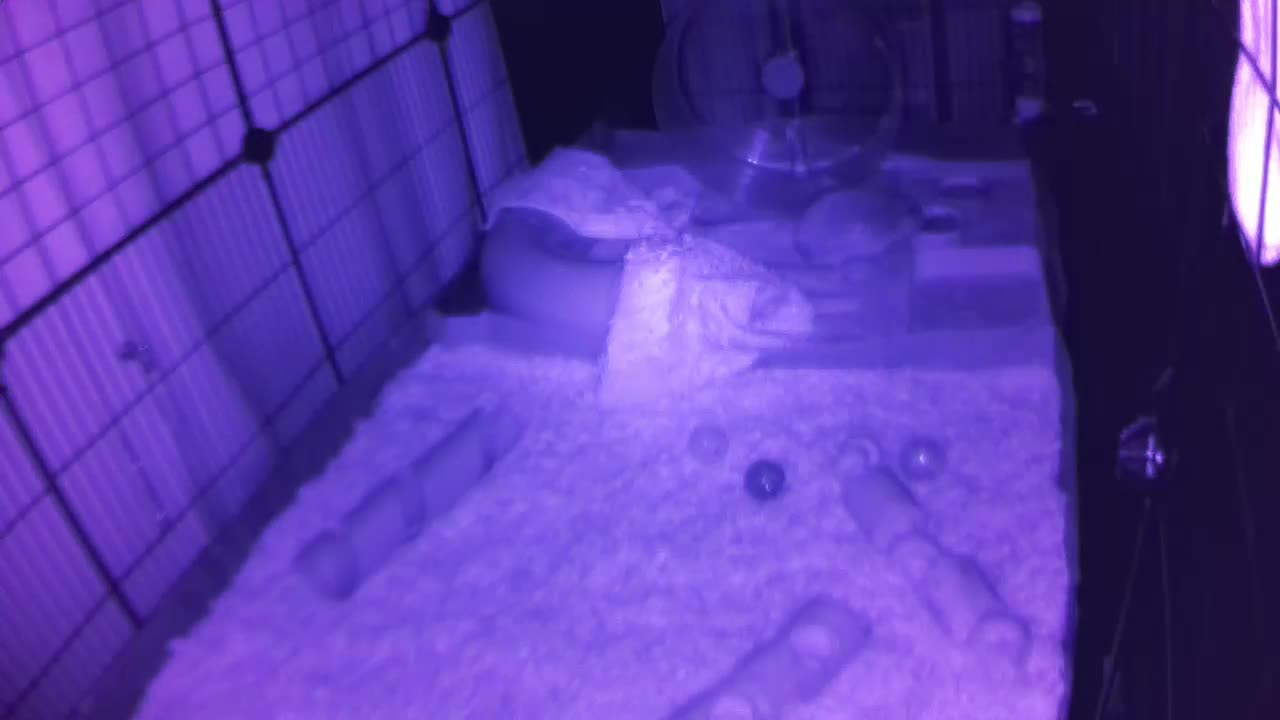 Hedgehog 20250713212140