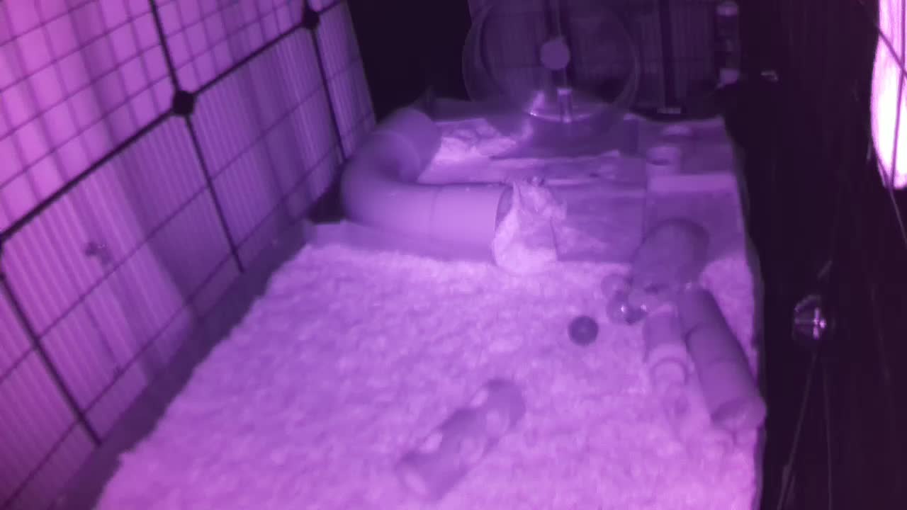 Hedgehog 20250714040037