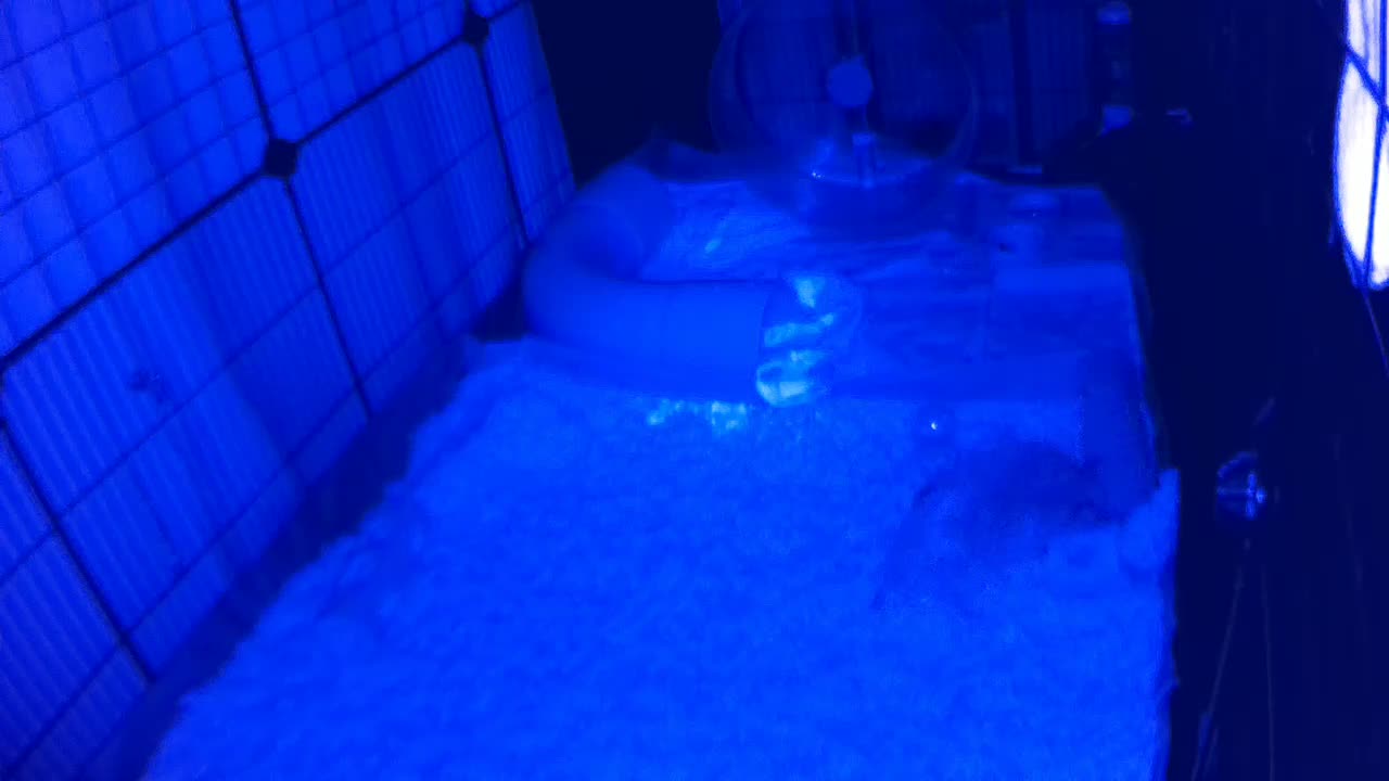 Hedgehog 20250714054707