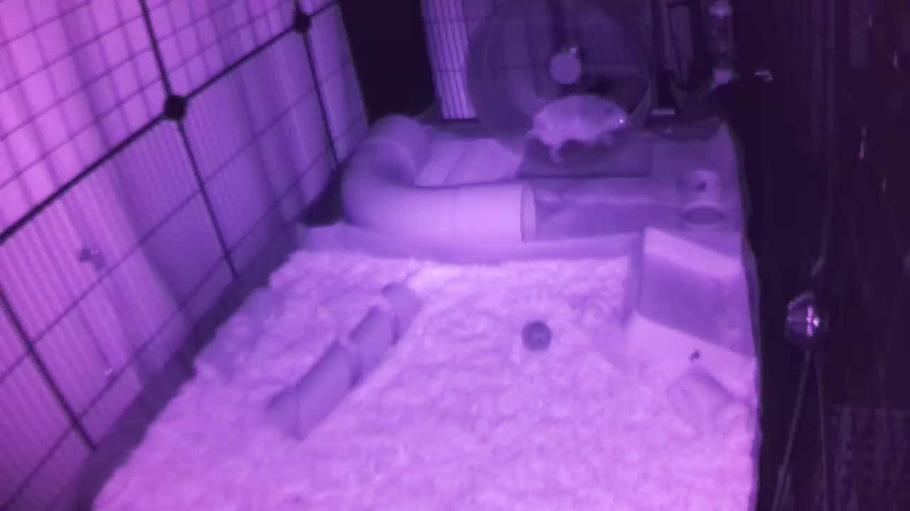 Hedgehog 20250720214105