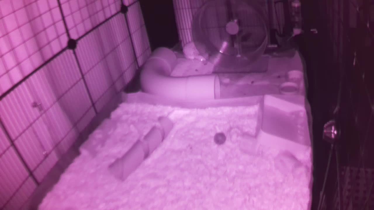 Hedgehog 20250721023747