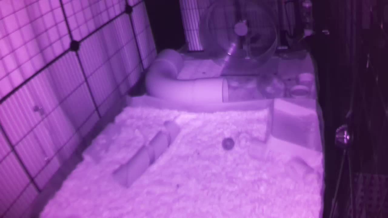 Hedgehog 20250721024252