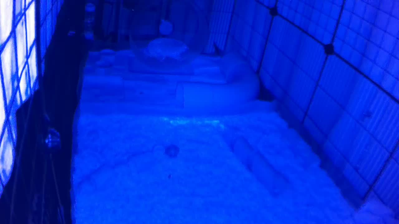 Hedgehog 20250722222619