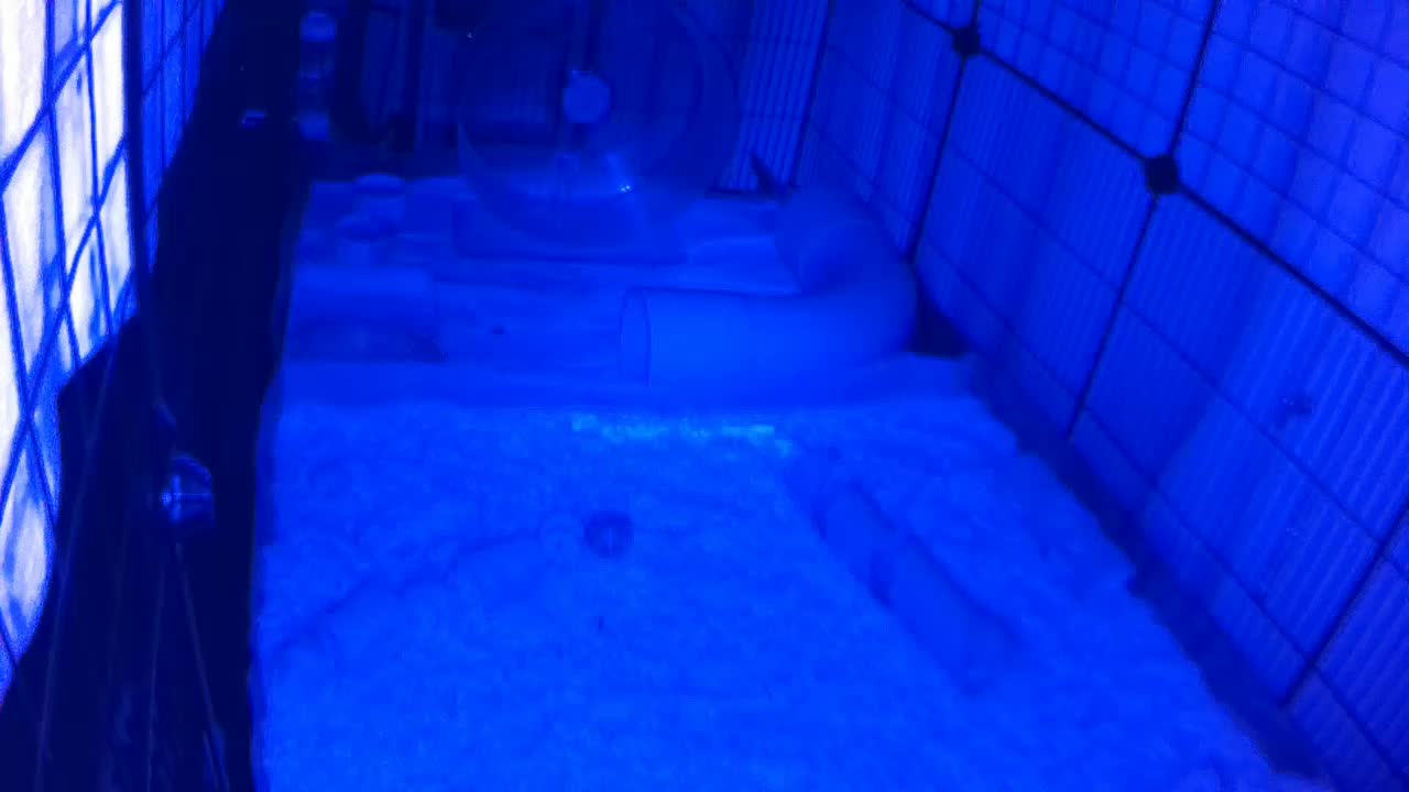 Hedgehog 20250722223520