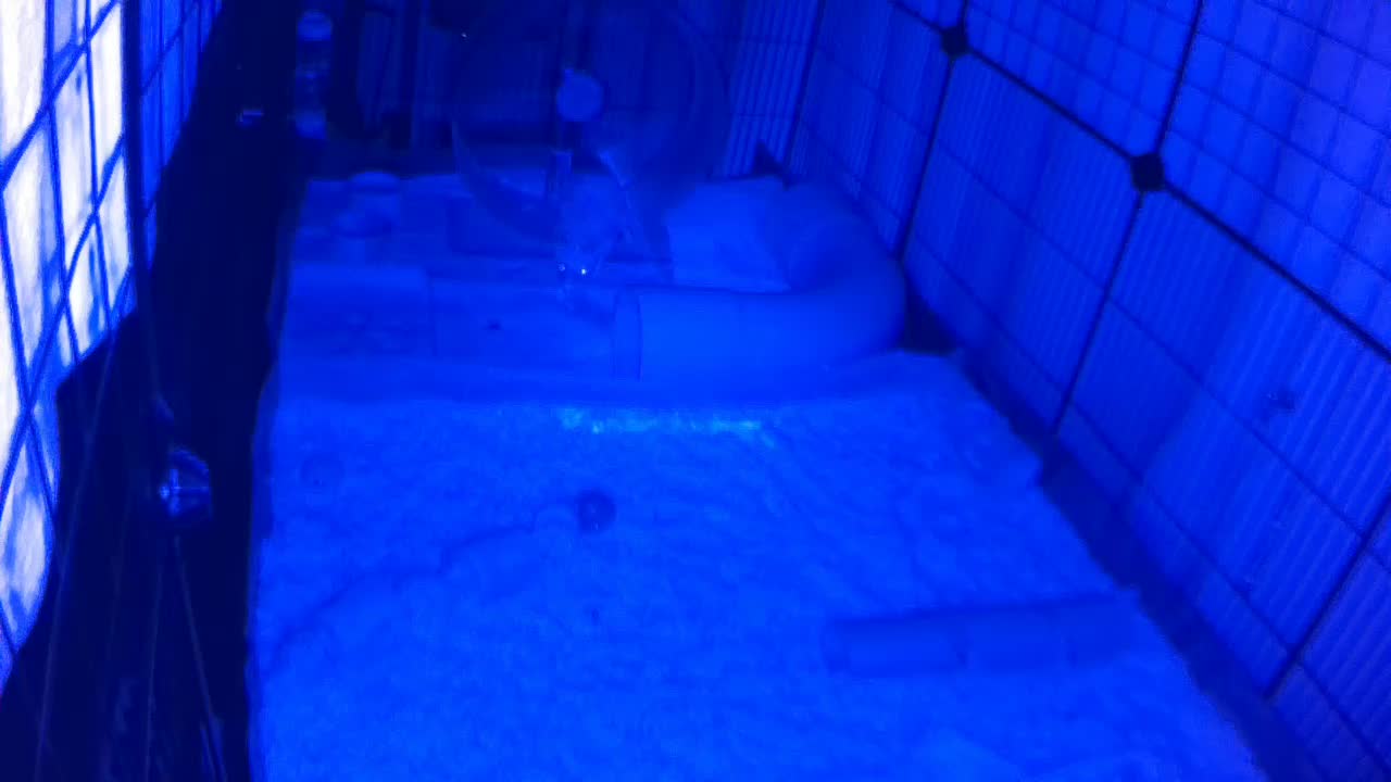 Hedgehog 20250723003210