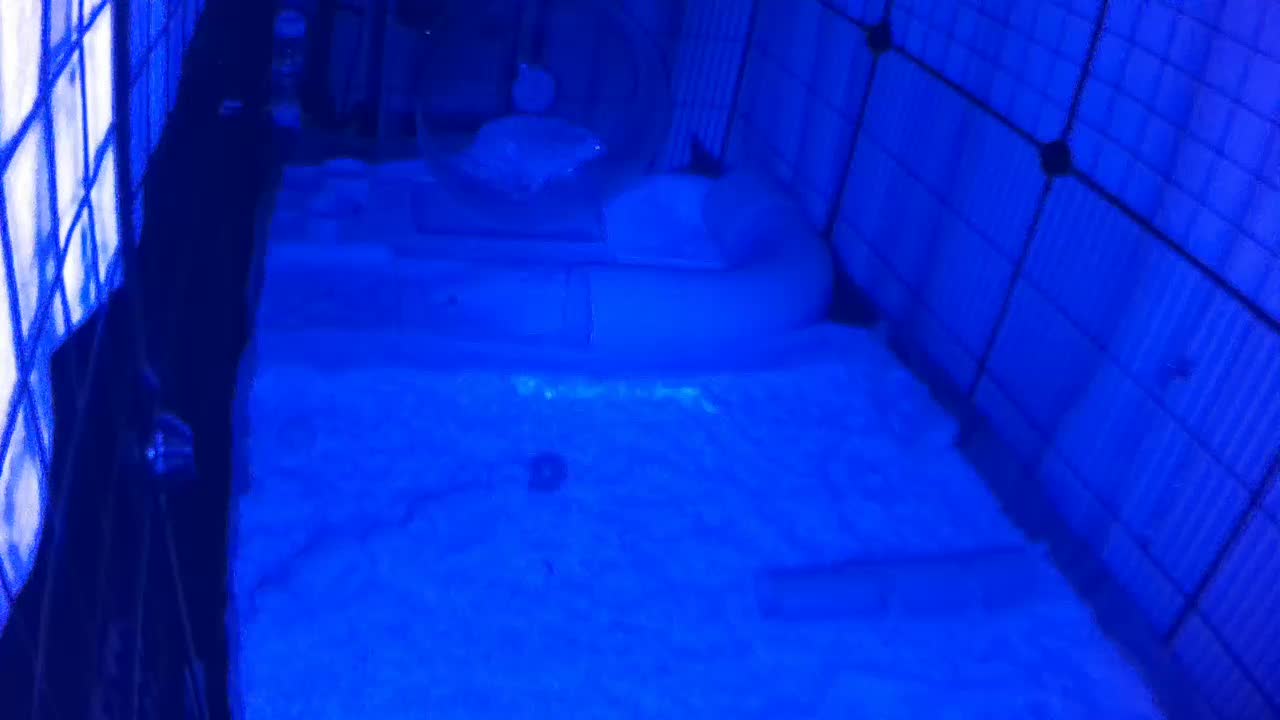 Hedgehog 20250723005902