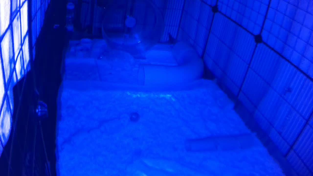 Hedgehog 20250723042850