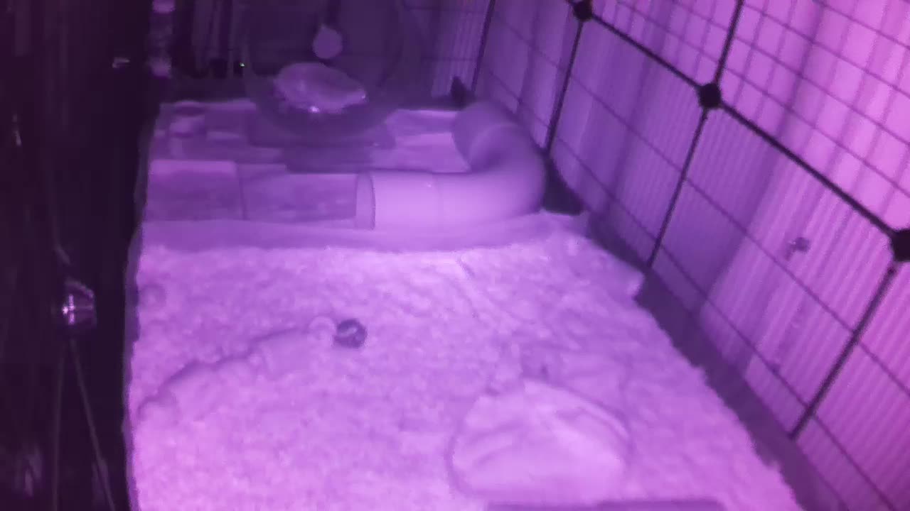 Hedgehog 20250723234250